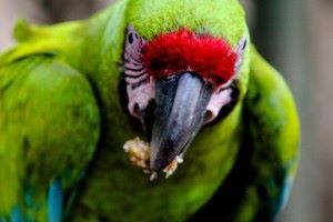 Green and Red Macaws