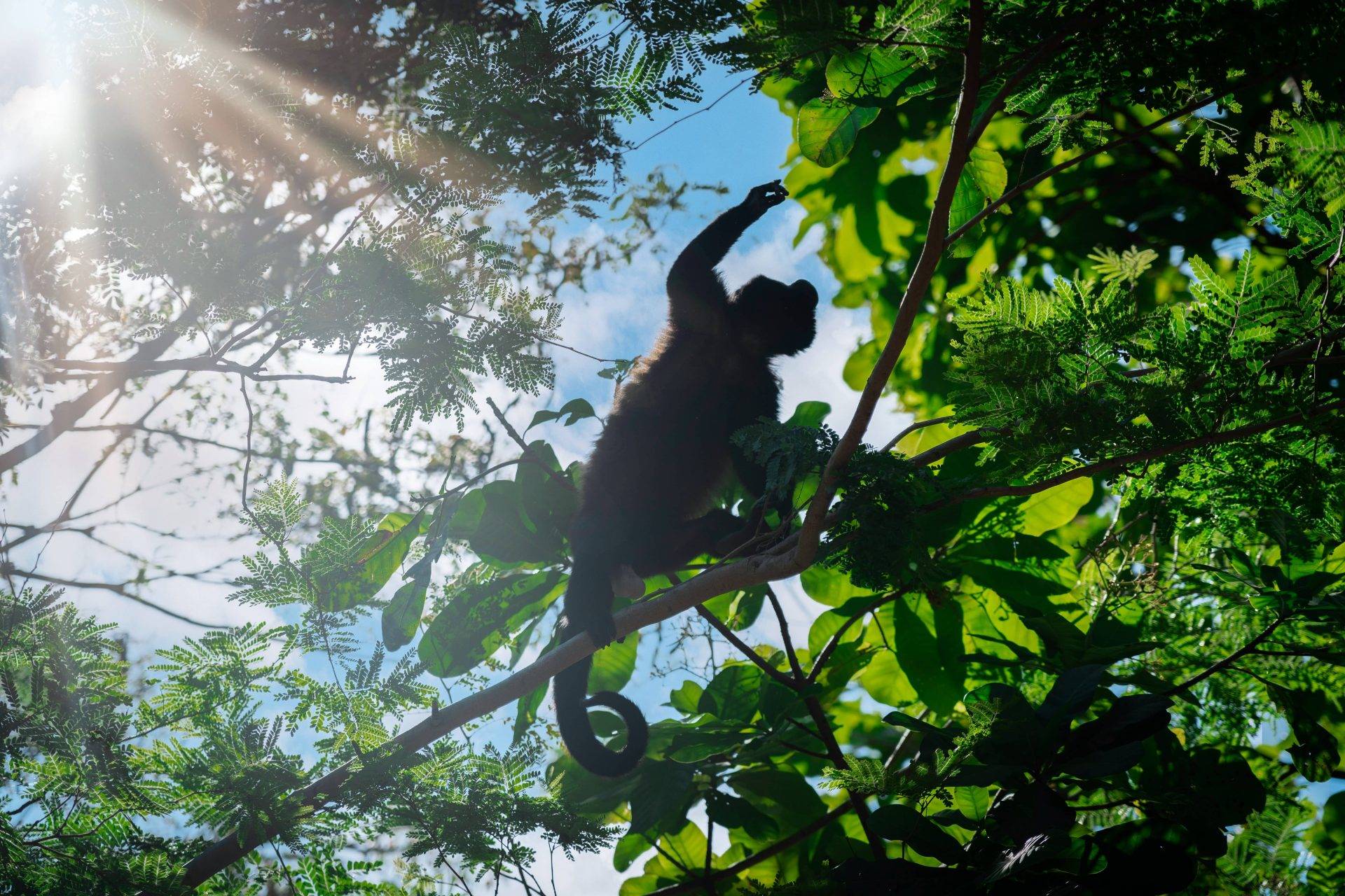 biodiversity in Costa Rica means monkeys
