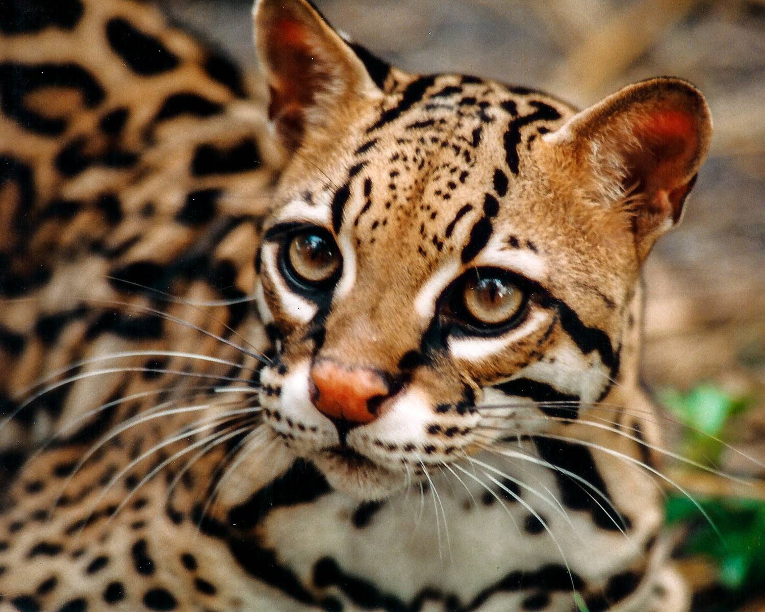 Costa Rica banned wildlife selfies