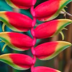 heliconia exotic gardening in Costa Rica