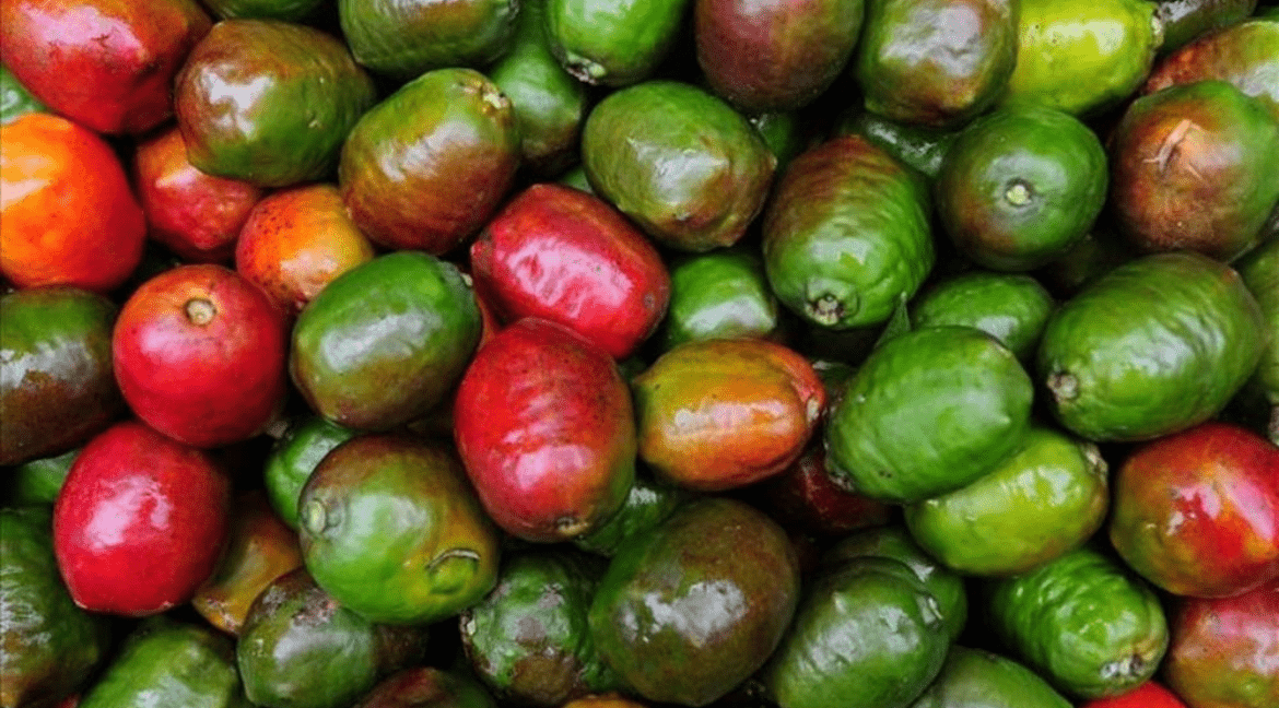 Costa Rica fruits Jocote